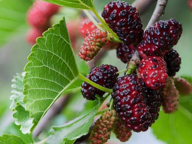 Шелковица купить саженцы из питомнике в Мелитополе