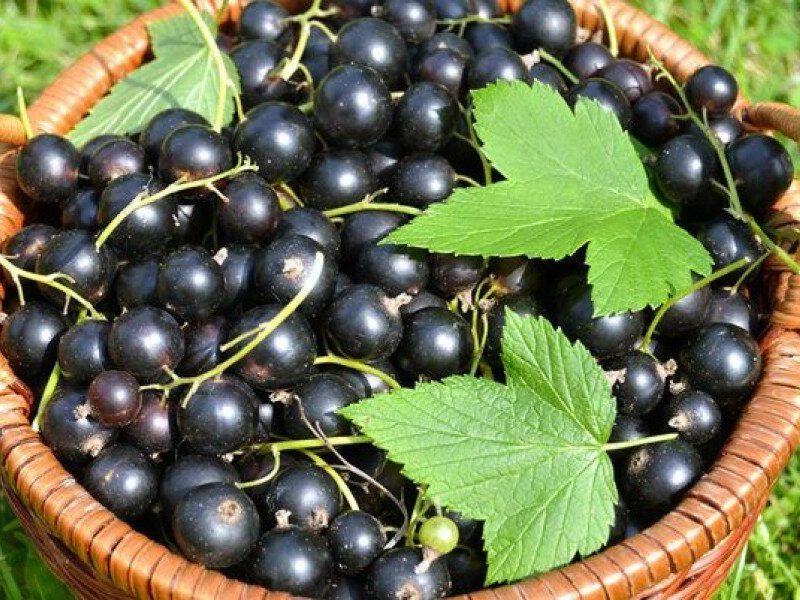 Смородина купить саженцы из питомника в Мелитополе