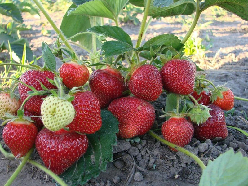 Клубника купить саженцы из питомника в Мелитополе