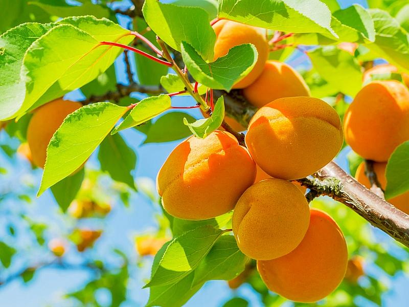 Абрикос купить саженцы из питомнике в Мелитополе