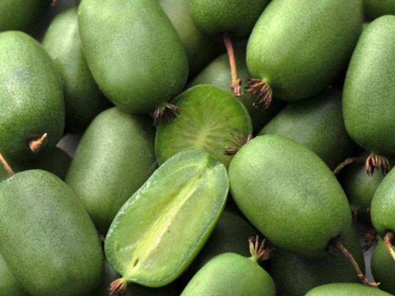 Актинидия купить саженцы из питомнике в Мелитополе