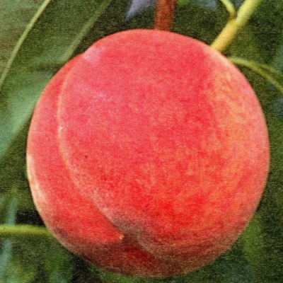 Персик "ХАРНАС" ранний  (срок созревания август)